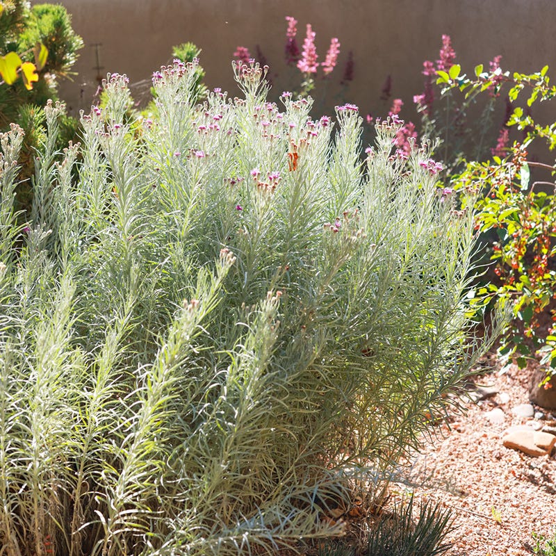 Native Southwest Songbird Pre-Planned Garden
