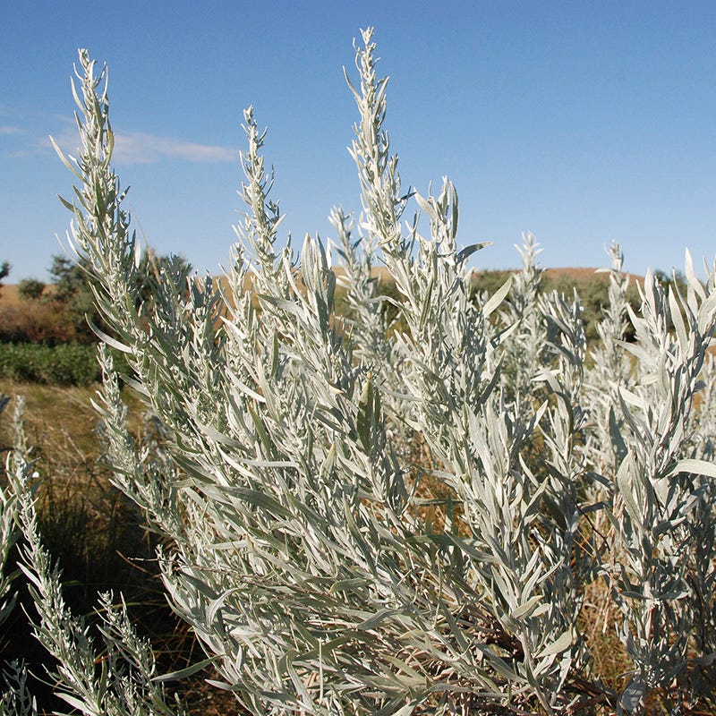 silver sage air plant Artemisia cana