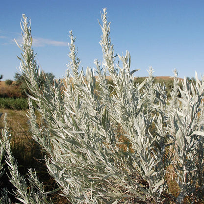 Silver Sagebrush