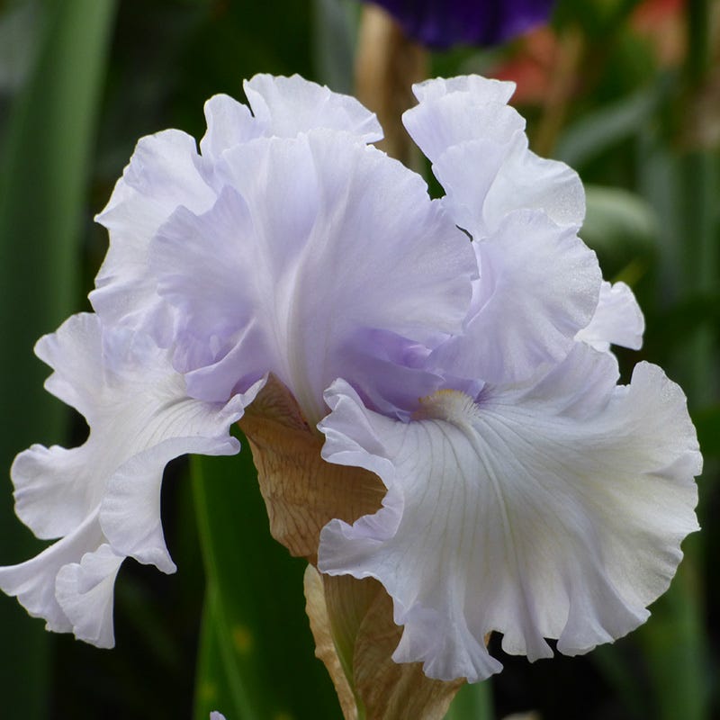 Silverado Bearded Iris