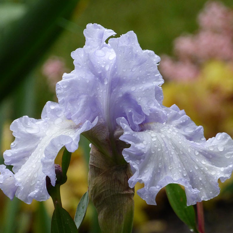 lavender iris flower Silverado Bearded Iris, Iris germanica