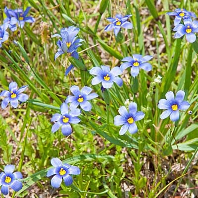 Blue Eyed Grass Seeds