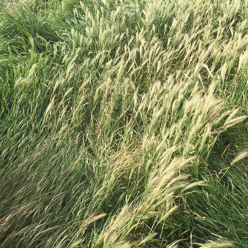 High Mountain Native Grass Seed Mix