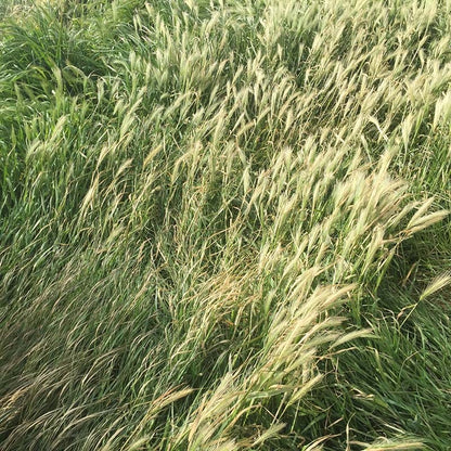 High Mountain Native Grass Seed Mix