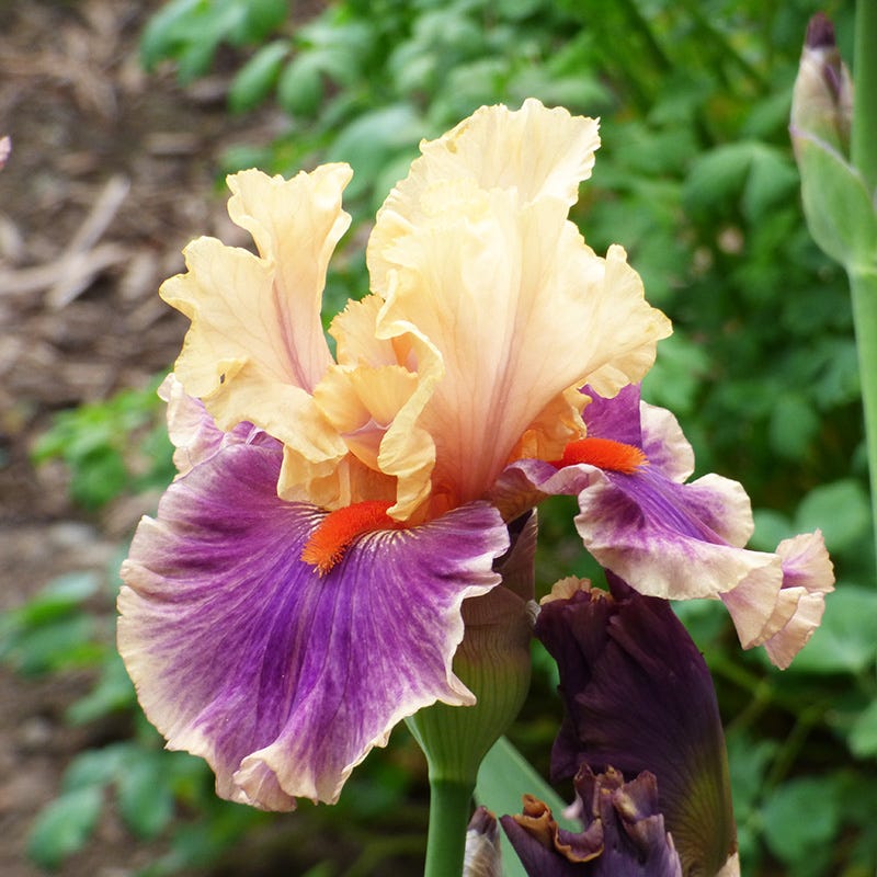 Smith Rock Bearded Iris