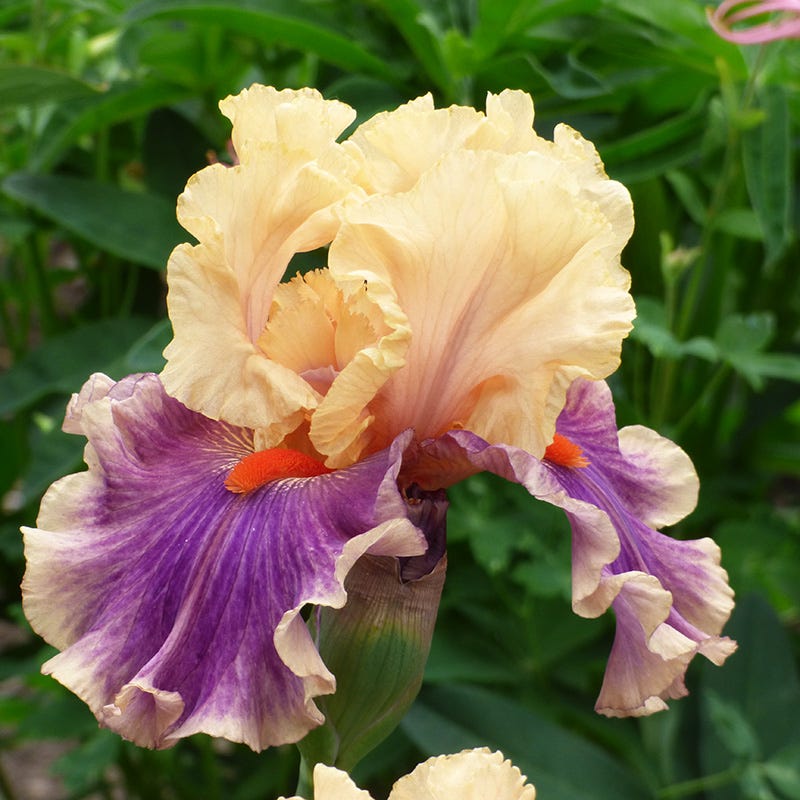 Smith Rock Bearded Iris - Thumbnail 2