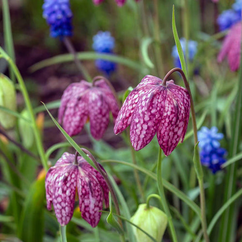 The Sky's The Limit Bulb Collection|Snake's Head Fritillary