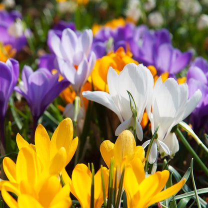 Snow Crocus Mix