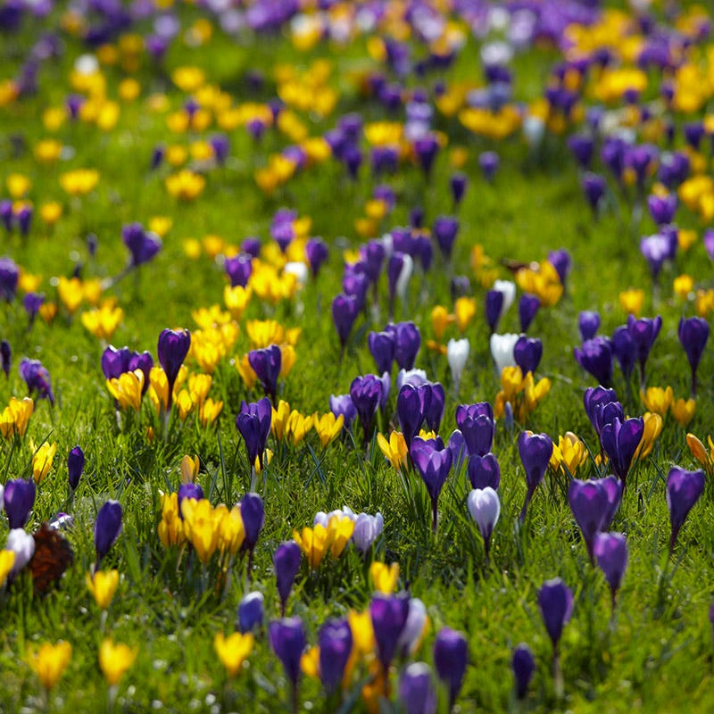 Crocus Bulbs | Buy Crocus Bulbs Online | Boston Seeds