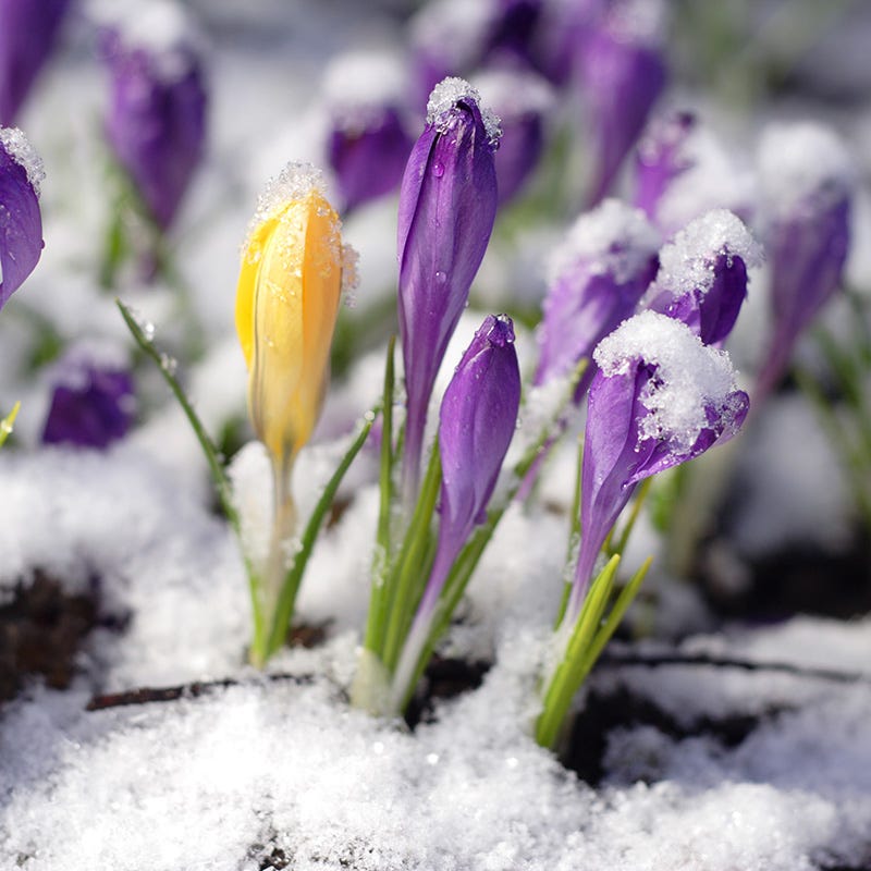Snow Crocus Mix