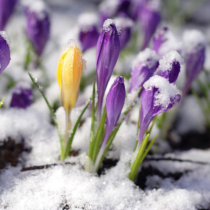 Snow Crocus Mix