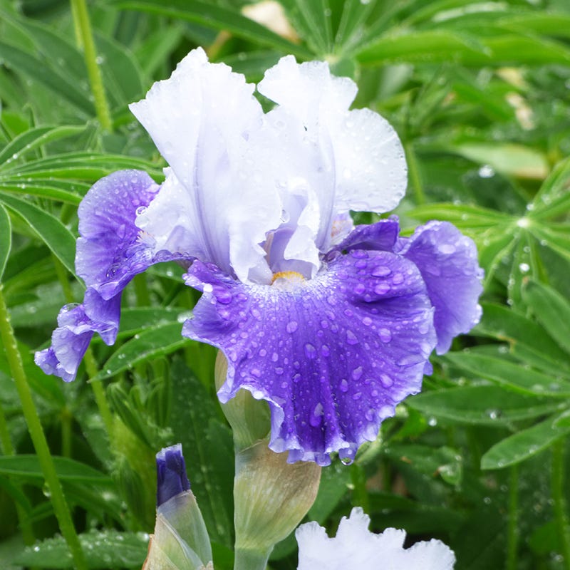 Bearded Iris Snow Melt