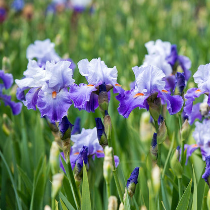 Snow Melt Reblooming Bearded Iris
