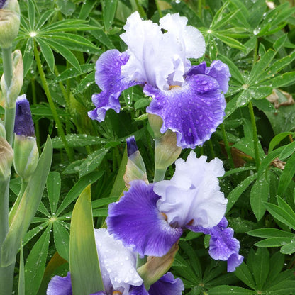 Snow Melt Reblooming Bearded Iris