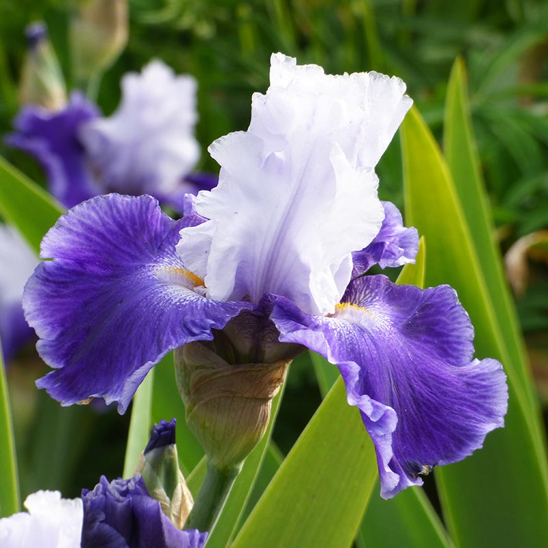 Snow Melt Reblooming Bearded Iris