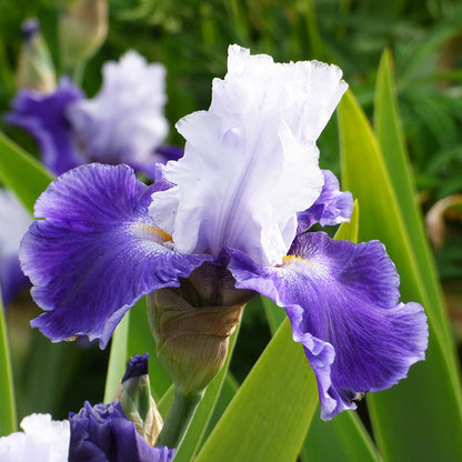 Snow Melt Reblooming Bearded Iris