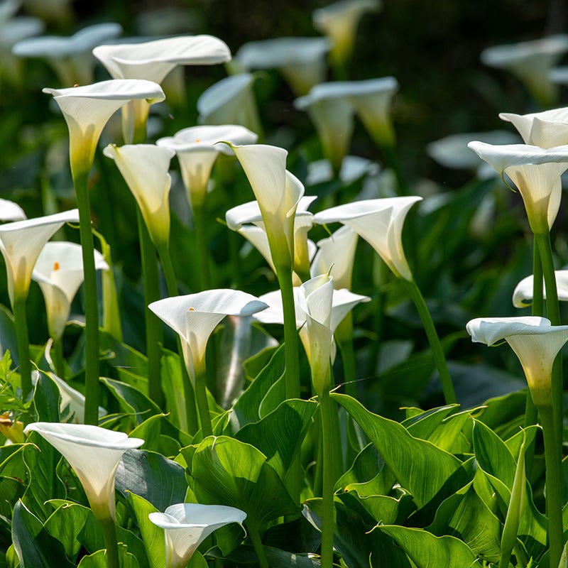 Snowboard Calla Lily Bulbs, Zantedeschia | High Country Gardens