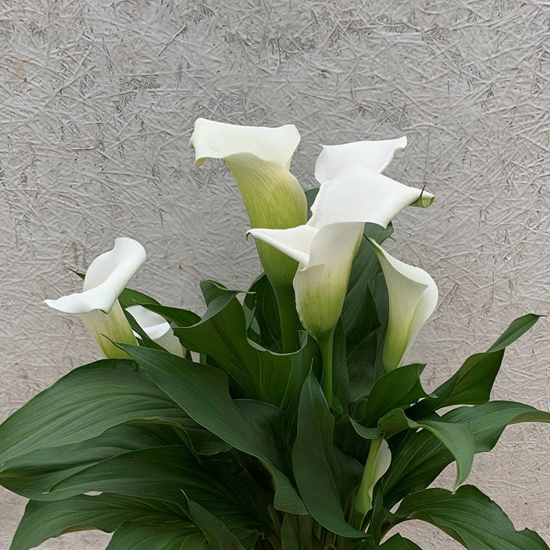 white arum lily bulbs Snowboard Calla Lily Bulbs, Zantedeschia