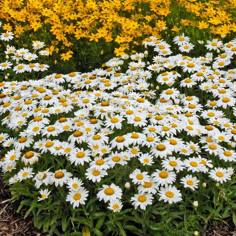 Snowcap Shasta Daisy - Thumbnail 2