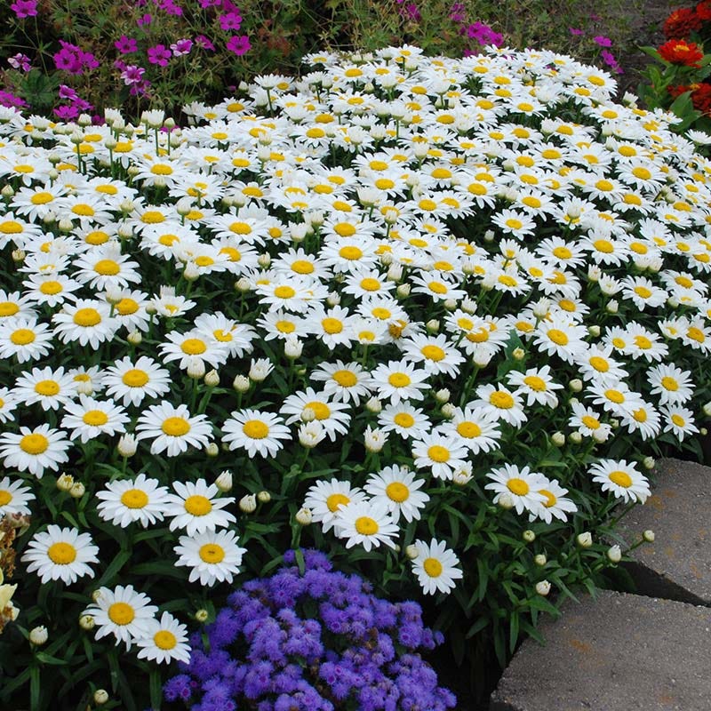 Snowcap Shasta Daisy - Thumbnail 3