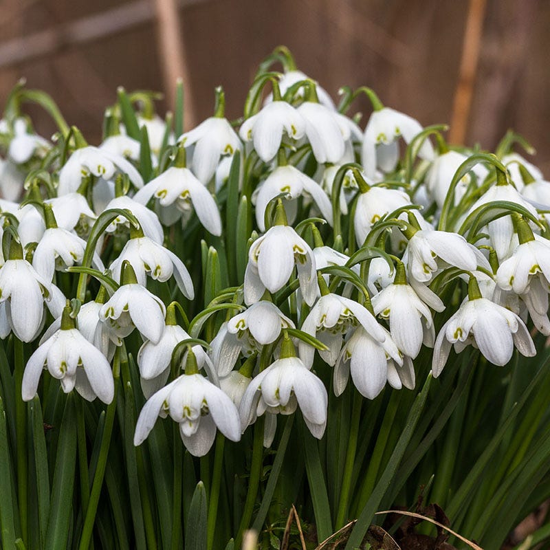 Early Spring Blooming Bulb Collection