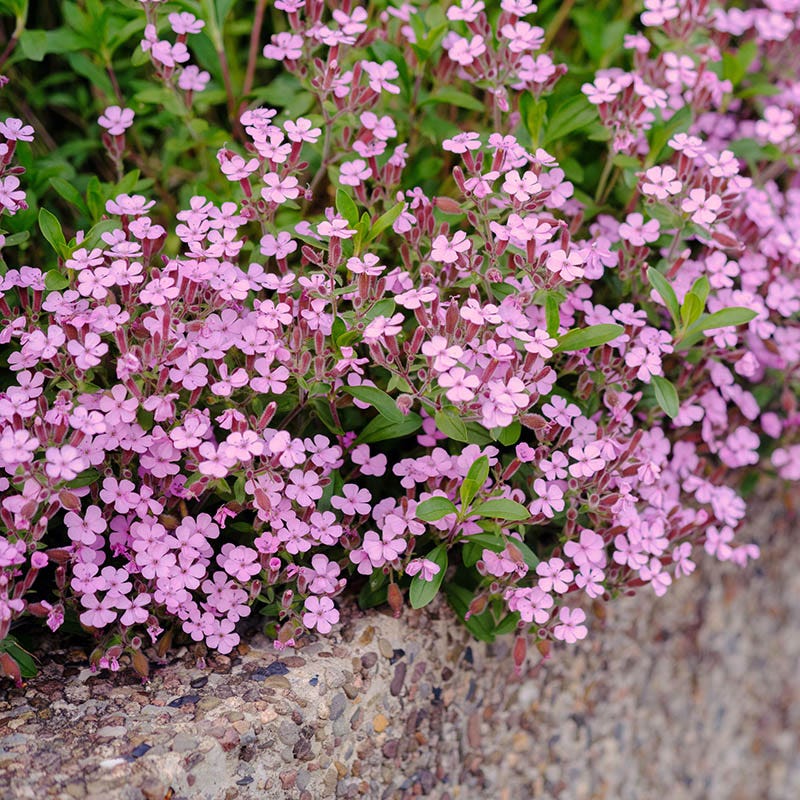 planting soapwort seeds Soapwort, Saponaria ocymoides