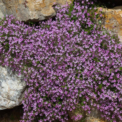 Saponaria ocymoides