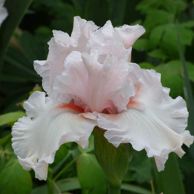 Society Page Bearded Iris