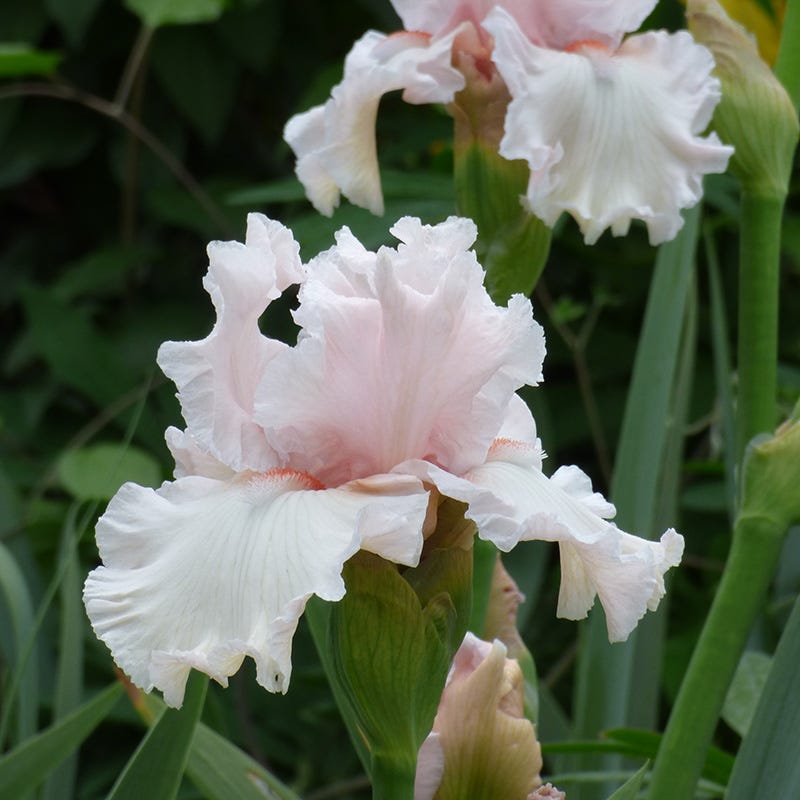 Alpenglow Bearded Iris Collection - Thumbnail 4