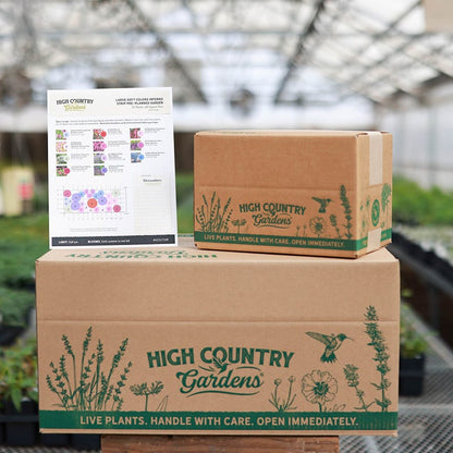 Soft Colors Inferno Strip Pre-Planned Garden