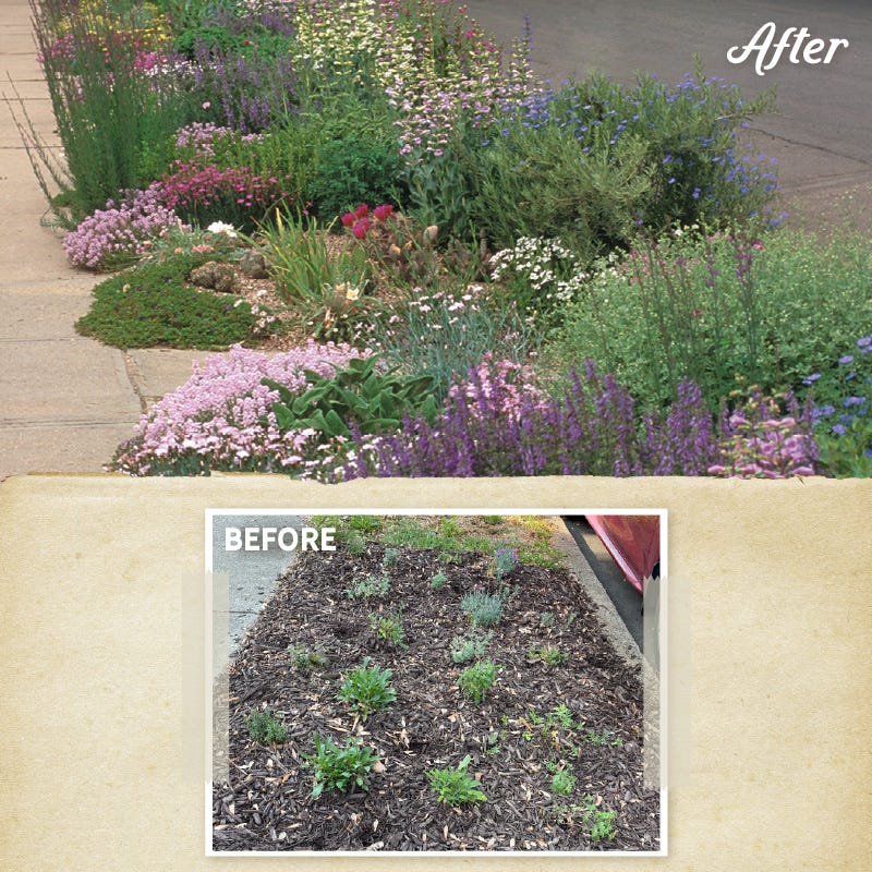 Soft Colors Inferno Strip Pre-Planned Garden