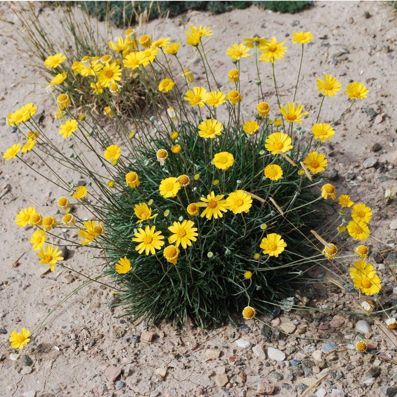 Sol Dancer Daisy (Hymenoxys)