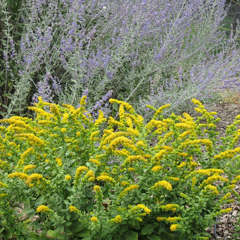 golden soul flower seed Solidago sphacelata Golden Fleece, Dwarf Goldenrod