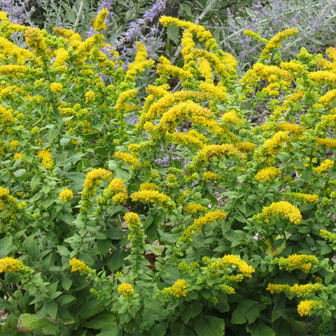golden soul flower seed Solidago sphacelata Golden Fleece, Dwarf Goldenrod