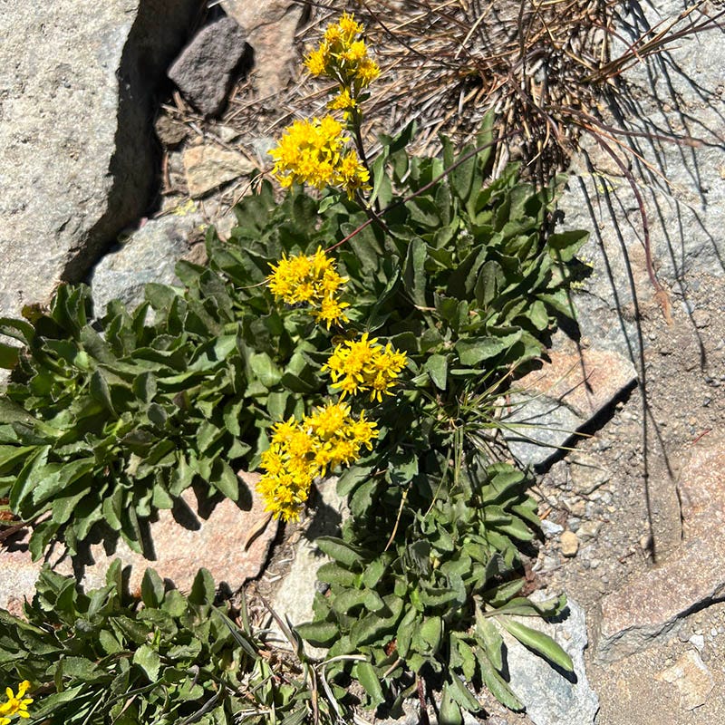 Rocky Mountain Goldenrod (Solidago) - Thumbnail 2