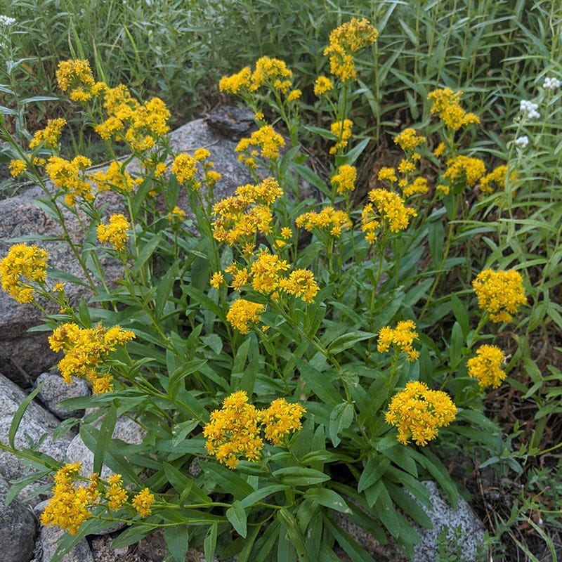 Rocky Mountain Goldenrod (Solidago) - Thumbnail 3