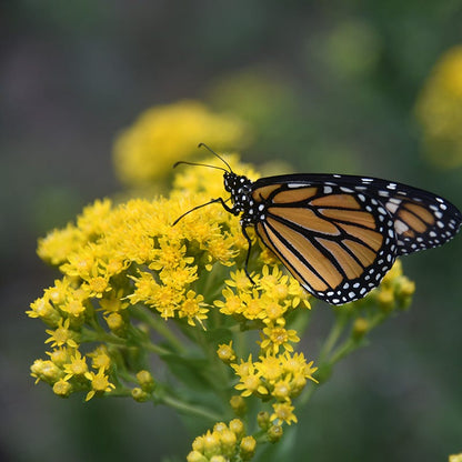 Stiff Goldenrod Seeds