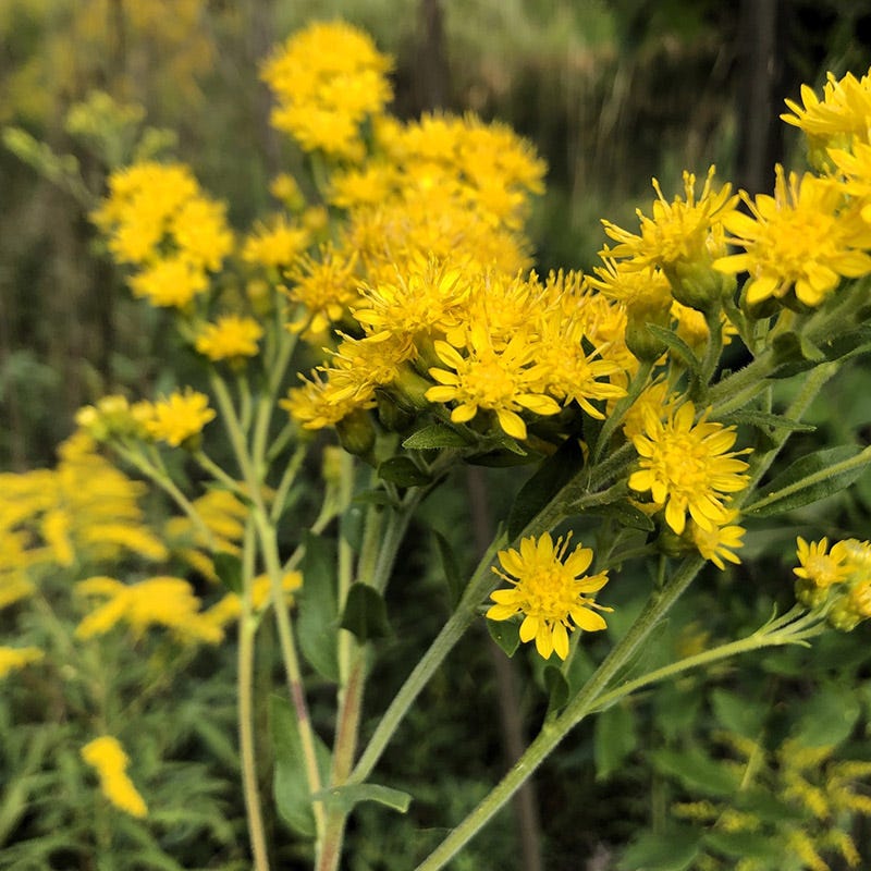 Solidago Rigida Stiff Goldenrod Seeds, Solidago rigida | High Country Gardens