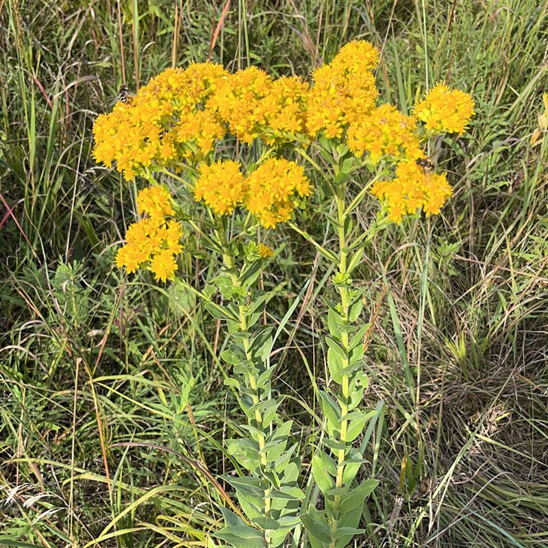 goldenrod flower seeds Stiff Goldenrod Seeds, Solidago rigida