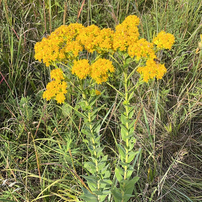 Stiff Goldenrod Seeds
