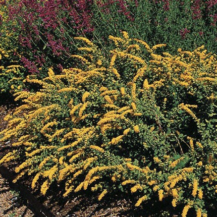 Solidago sphacelata Golden Fleece, Dwarf Goldenrod | High Country Gardens