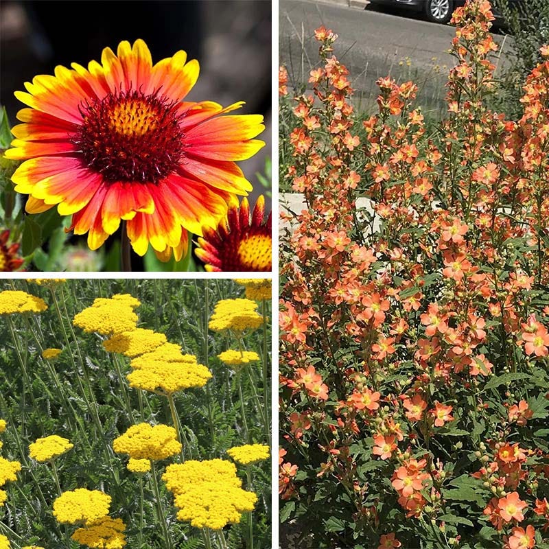 Perennials for Heat and Sun, Some Like It Hot Collection | High