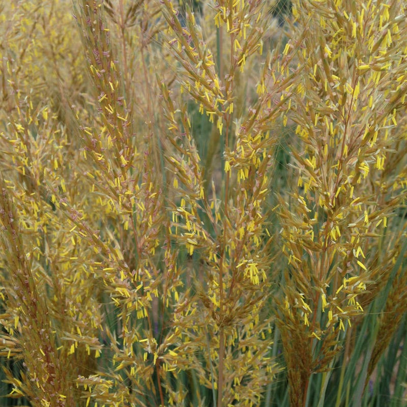 Thin Man Golden Prairie Grass