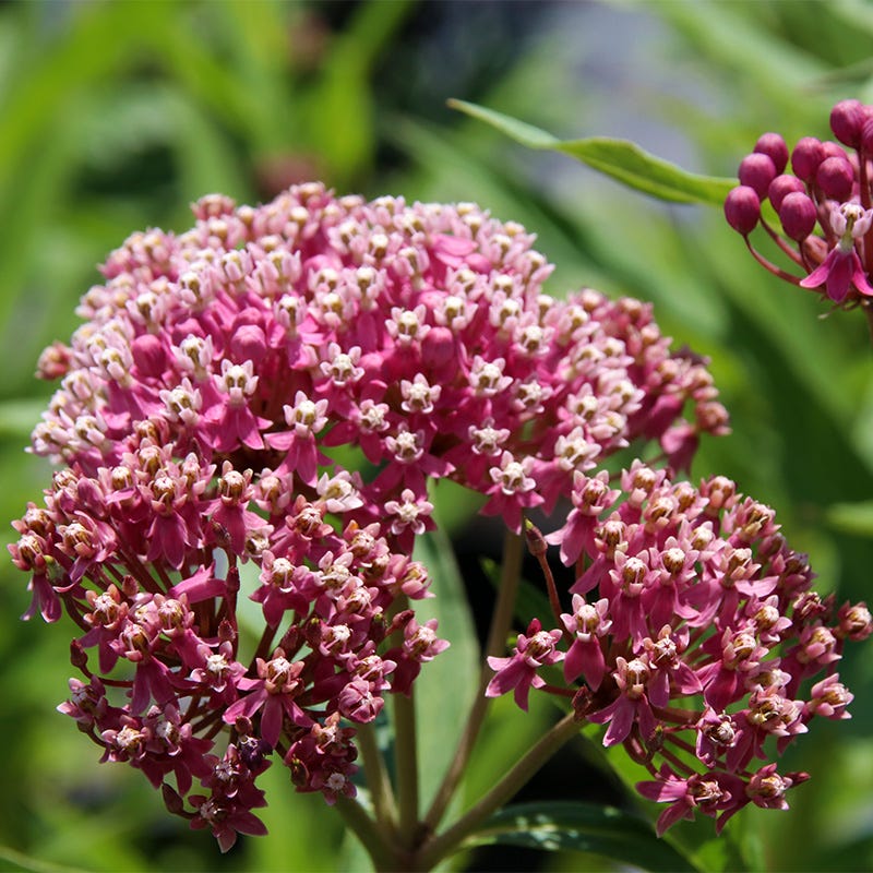 Soulmate Swamp Milkweed