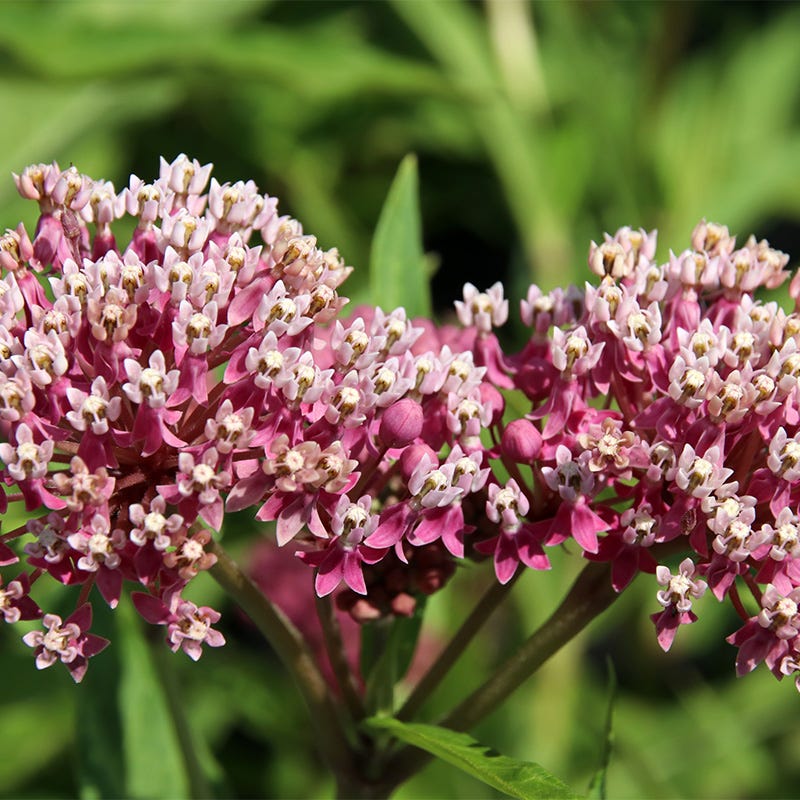 Soulmate Swamp Milkweed - Thumbnail 2