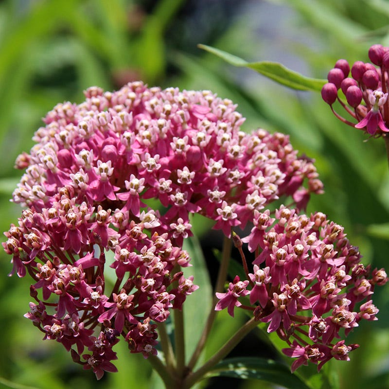 Monarch Magic Collection