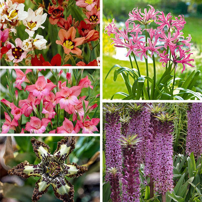 South African Citrus Bulb Collection