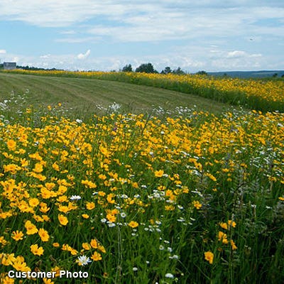 Southeast Wildflower Seed Mix