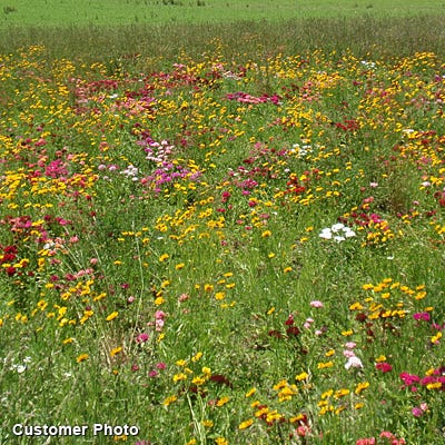Southeast Wildflower Seed Mix