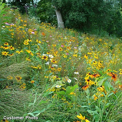 Southeast Wildflower Seed Mix